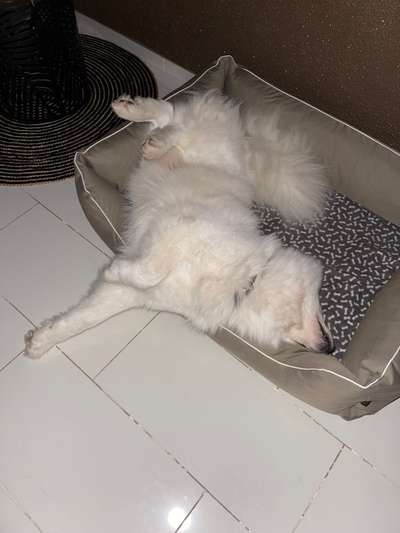 TierschutzhundeStammtisch🐕-Beitrag-Bild