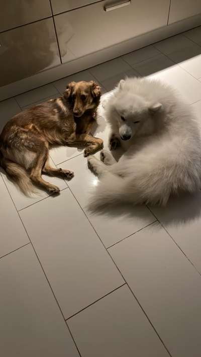 Samojede-Beitrag-Bild