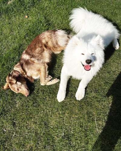 Samojede-Beitrag-Bild