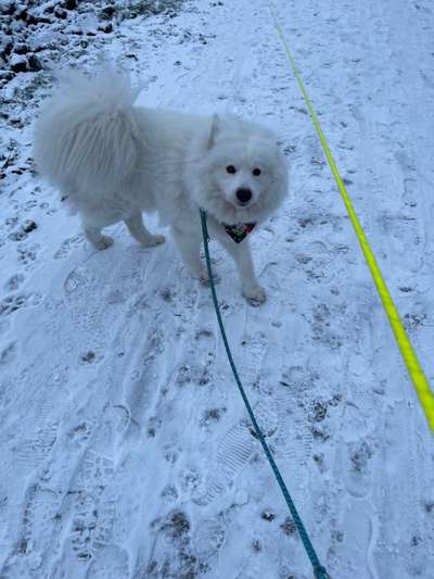 Samojede-Beitrag-Bild