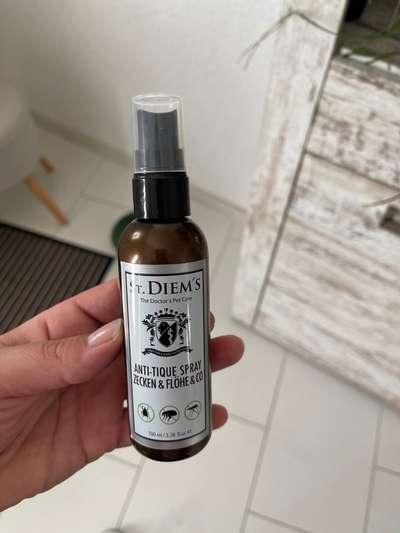 Samojede-Beitrag-Bild