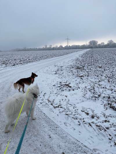 Samojede-Beitrag-Bild