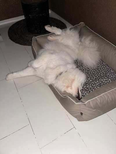 Samojede-Beitrag-Bild