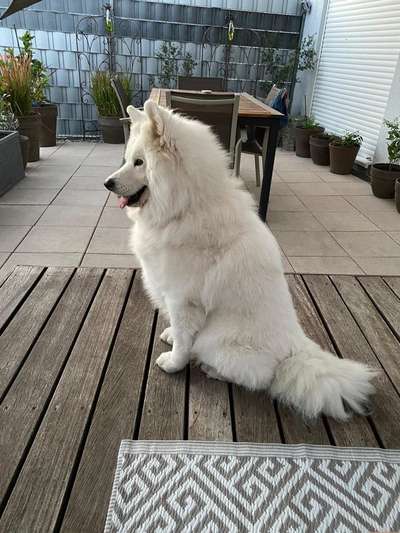 Samojede-Beitrag-Bild