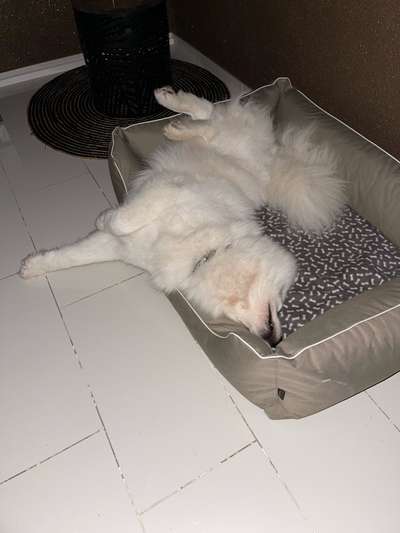 Samojede-Beitrag-Bild