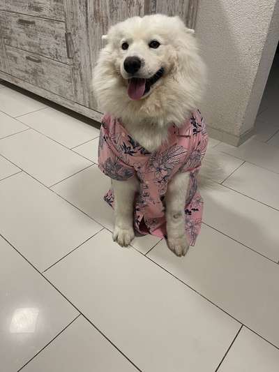 Samojede-Beitrag-Bild