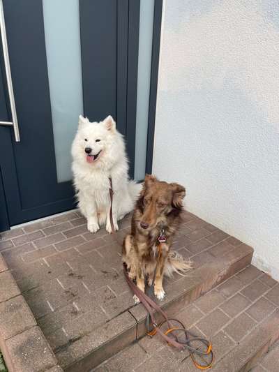 Samojede-Beitrag-Bild