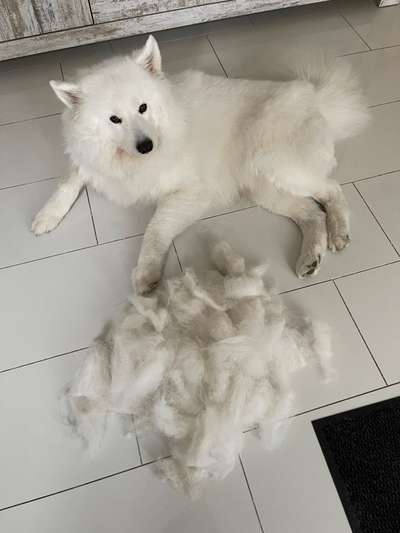 Samojede-Beitrag-Bild