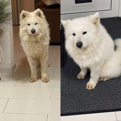 TierschutzhundeStammtisch🐕-Beitrag-Bild