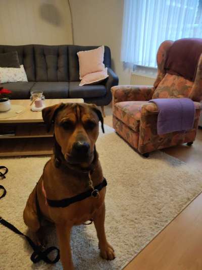 Hund abgegeben, weil Urlaub anstand? Leider kein Witz 😳-Beitrag-Bild