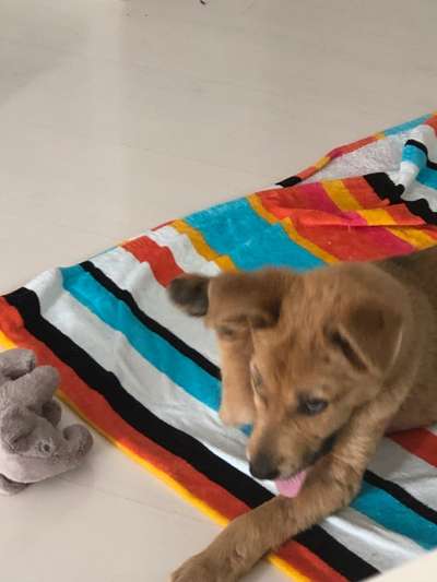 Die Dogorama-Wochen-Challenge "Die schönste Grimasse"-Beitrag-Bild