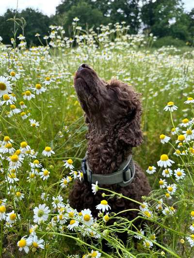 Hundetreffen-Entspanntes Spazierengehen in der Natur-Bild
