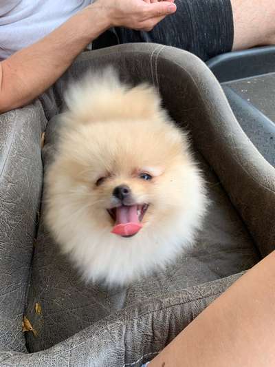 Welpen Bilder !-Beitrag-Bild