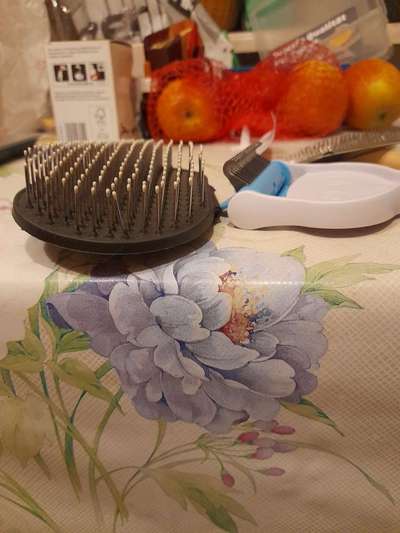 Welche Bürste für Spitz?-Beitrag-Bild