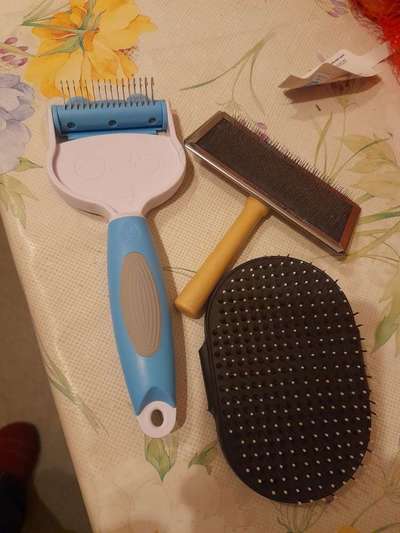 Welche Bürste für Spitz?-Beitrag-Bild