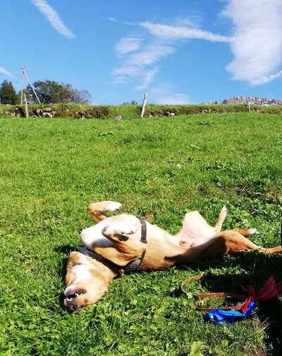 Fotosammlung: ,,Der natürliche Hund" Unbearbeitet, ungestellt und in Natura-Beitrag-Bild