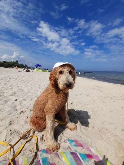 Challenge 41 - Mein Hund im Urlaub-Beitrag-Bild