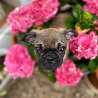 Die Dogorama Monats Challenge "Es grünt und blüht"-Beitrag-Bild