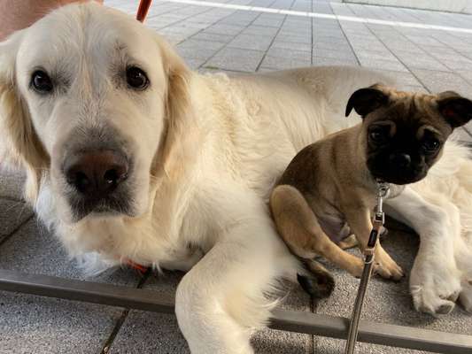 Die Dogorama Wochen Challenge "Friends will be Friends"-Beitrag-Bild