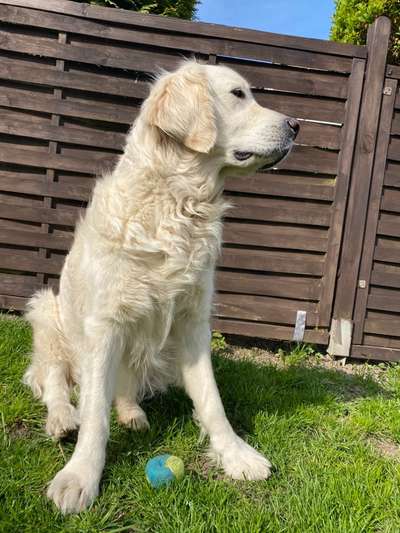 Golden Retriever-Beitrag-Bild