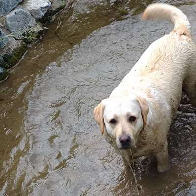Hundetreffen-Einfach Hund sein, ohne Leine alles erkunden-Bild