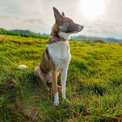 Hundetreffen-Spielen und Spazieren-Bild