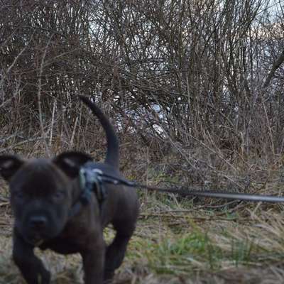 Hundetreffen-Hunde-Begegnungen-Spielrunden und Spazieren-Bild