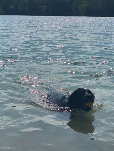 Die Dogorama Wochen Challenge-Beitrag-Bild