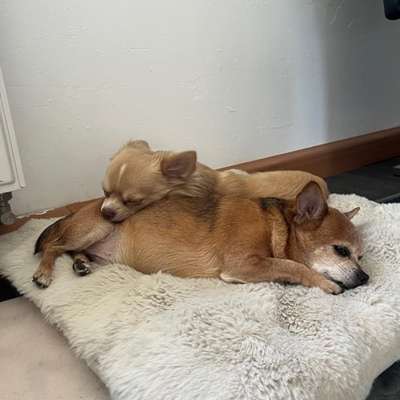 Anaphylaktischer Schock. Hat jemand schon mal Ähnliches erlebt?-Beitrag-Bild