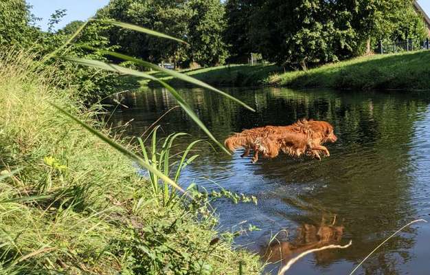 61. Handyfotochallenge - der springende Hund-Beitrag-Bild