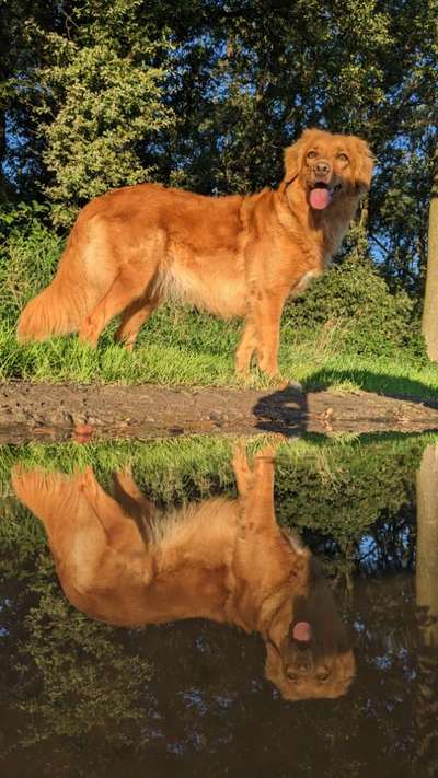 Dogorama Photo Challenge - Spieglein Spieglein . . .-Beitrag-Bild