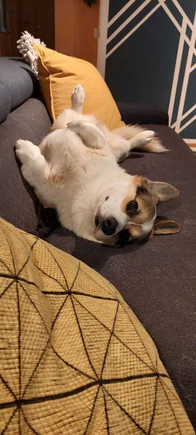 Corgis und ihre persönlichen Hofangestellten-Beitrag-Bild