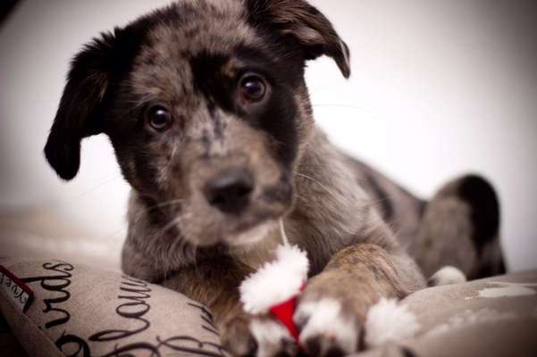 Dogorama Photo Challenge - Portrait-Beitrag-Bild