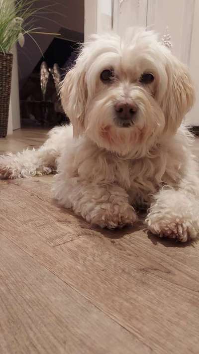 Dogorama Photo Challenge - Portrait-Beitrag-Bild