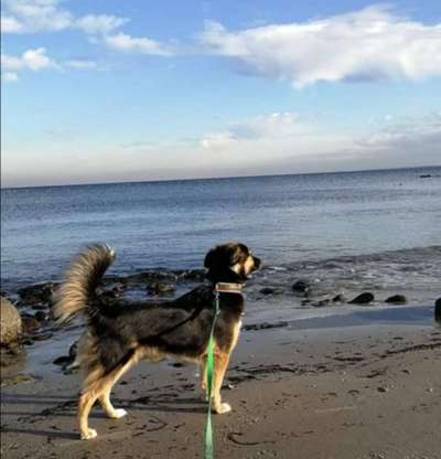 Dogorama-Monats-Challenge-Mai "Wasser"-Beitrag-Bild