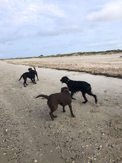 Kleiner Münsterländer!-Beitrag-Bild