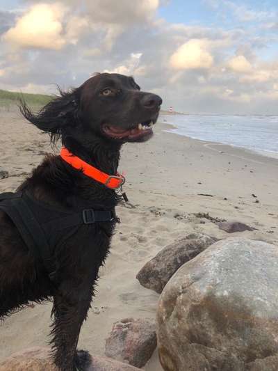 Kleiner Münsterländer!-Beitrag-Bild