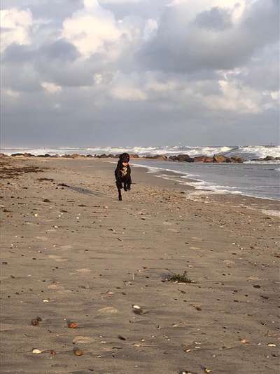 Kleiner Münsterländer!-Beitrag-Bild
