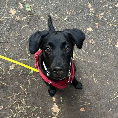 Hundetreffen-Positiver Hundekontakt nach ängstlicher Begegnung gesucht-Bild