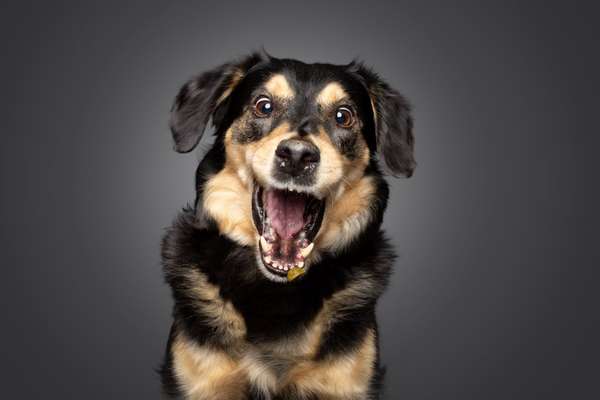 74. Trick-Übung "Leckerli schnappen"-Beitrag-Bild