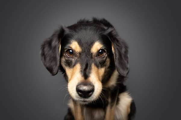 74. Trick-Übung "Leckerli schnappen"-Beitrag-Bild