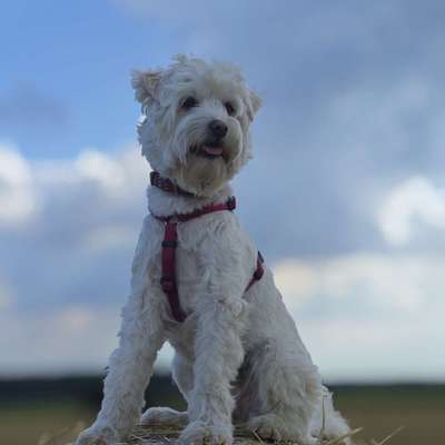 Hundetreffen-Agility-Bild