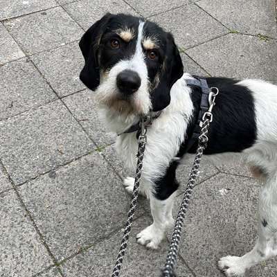 Hundetreffen-Astio sucht Freunde zum spielen-Bild