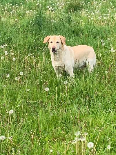 Hundeauslaufgebiet-Dreiangel Wiese-Bild