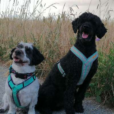 Hundetreffen-Spaziergänge - spielen & lernen-Bild