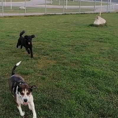 Hundetreffen-Training und Spiel-Bild