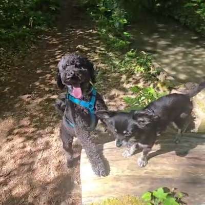 Hundetreffen-Leinenführigkeit-Bild