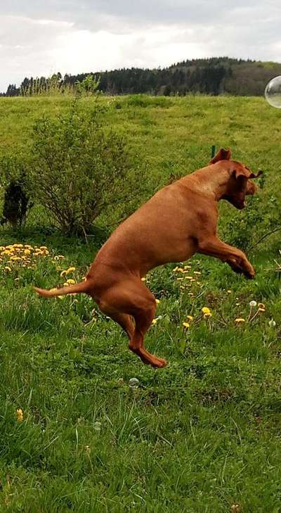 Magyar Vizsla UK-Beitrag-Bild