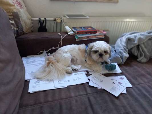 eure Spitznamen für die Vierbeiner-Beitrag-Bild