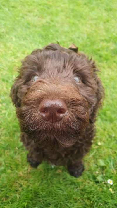 Postet das beste Foto von euren 4 beinern-Beitrag-Bild